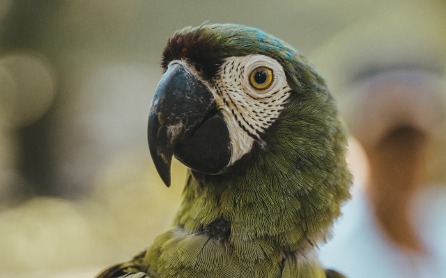 Parrot closeup blurry background primivitism free wallpaper - medium preview image