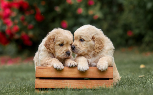 Puppies on wooden crate in free wallpaper - medium preview image