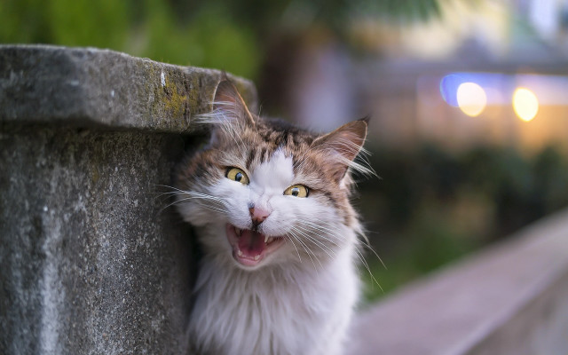 Cat yawning wall bokeh award free wallpaper - medium preview image