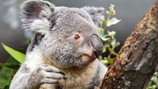 Koala sitting tree branch wide free wallpaper - medium preview image