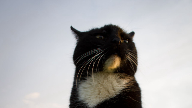 Black and white cat looking free wallpaper - medium preview image