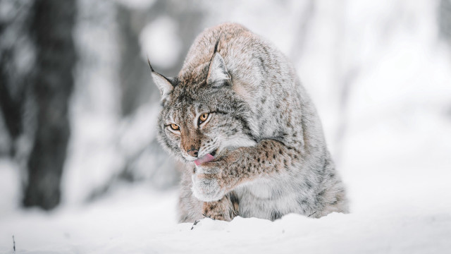 Lynx snow woods open mouth free wallpaper - medium preview image