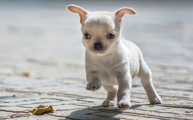Small white dog running banana free wallpaper - medium preview image