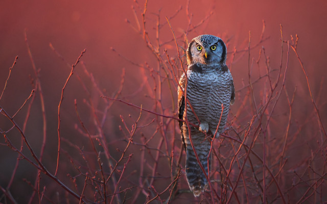 Bird branch red sky fence free wallpaper - medium preview image