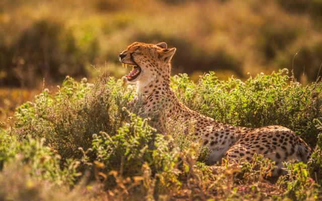Cheetah yawning tallgrass wildlife jigsaw free wallpaper - medium preview image
