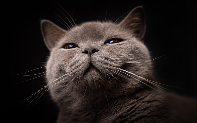 Intense cat blue eyes wolf free wallpaper - medium preview image
