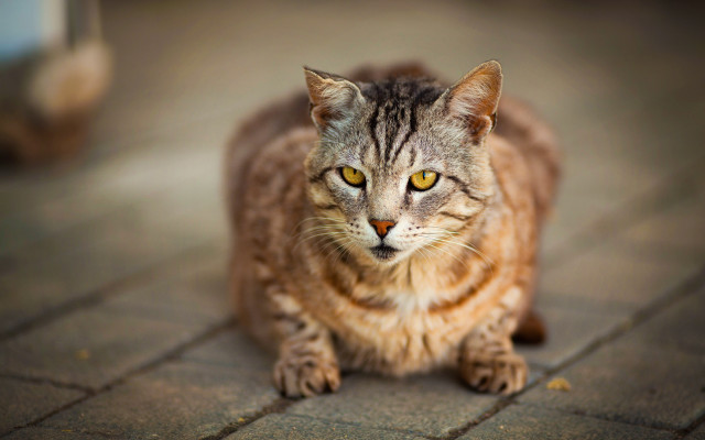 Cat yellow eyes brick floor free wallpaper - medium preview image