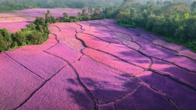 Purple flowers field foggy sky free wallpaper - medium preview image