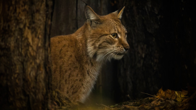 Lynx woods distant gaze nature free wallpaper - medium preview image