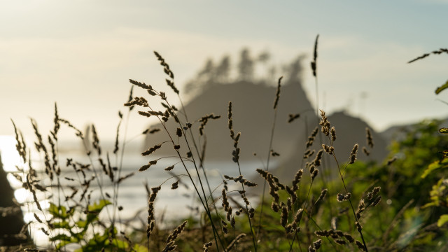 Beach rock grass sunset vines free wallpaper - medium preview image