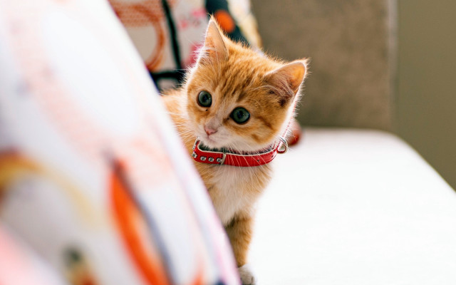 Orange cat cushion collar adorable free wallpaper - medium preview image