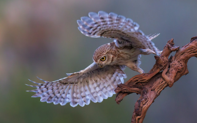 Bird branch wings spread arabesque free wallpaper - medium preview image