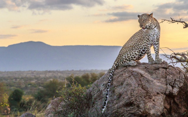 Leopard rock field mountains sunset free wallpaper - medium preview image