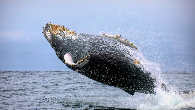 Humpback whale jumping water mouthexposed free wallpaper - medium preview image
