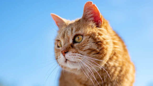 Cat blurry sky background animal free wallpaper - medium preview image