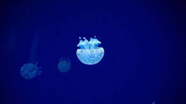 Jellyfish night blue bioluminescence moon free wallpaper - medium preview image