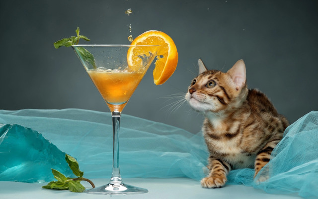 Cat orange juice orange slice free wallpaper - medium preview image