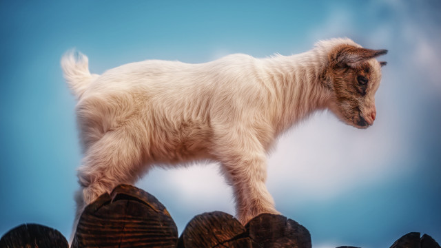 Goat log sky clouds blue free wallpaper - medium preview image
