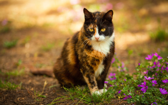Cat grass flowers blurry background #2 free wallpaper - medium preview image