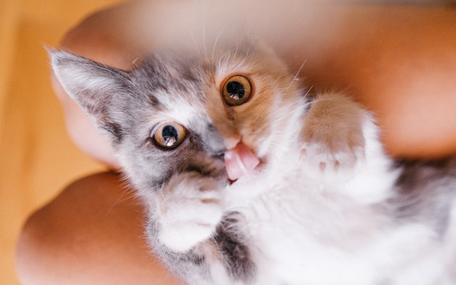 Cat back paws arm face free wallpaper - medium preview image