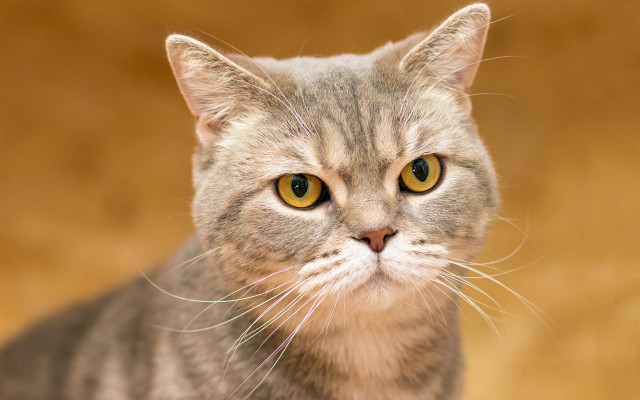 Cat yellow eyes serious mannerism free wallpaper - medium preview image