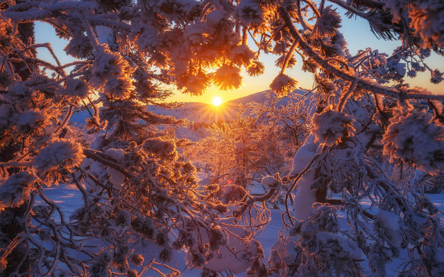 Sunset tree snow forest bare free wallpaper - medium preview image