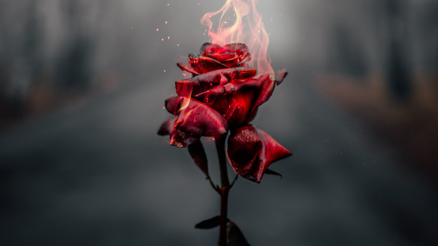 Red rose burning dark road free wallpaper - medium preview image