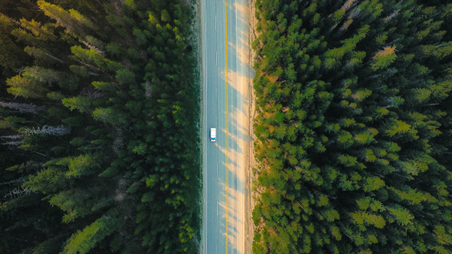 White car road forest trees free wallpaper - medium preview image