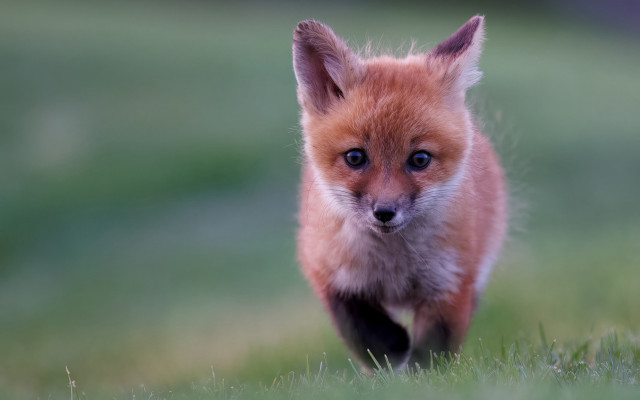 Small red fox running impressionist free wallpaper - medium preview image