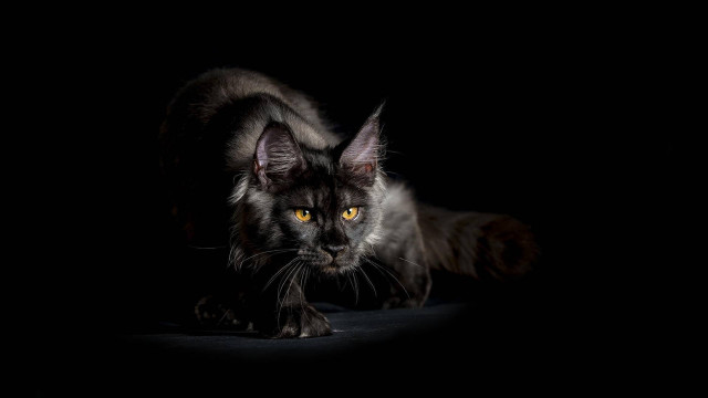 Black cat yellow eyes dark #3 free wallpaper - medium preview image