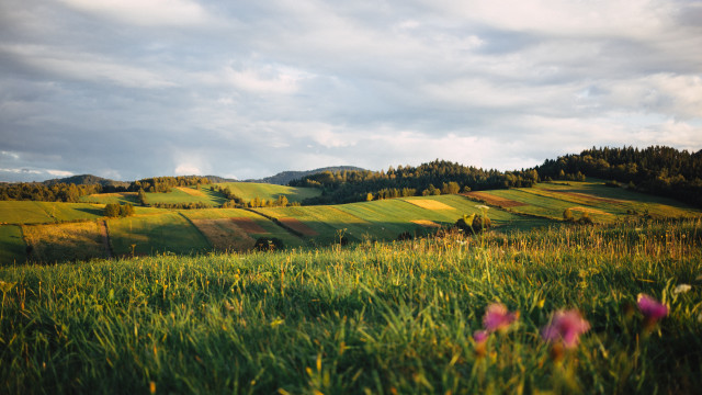 Flower field hill trees blue free wallpaper - medium preview image