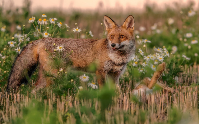 Fox field wildflowers deadanimal nature free wallpaper - medium preview image