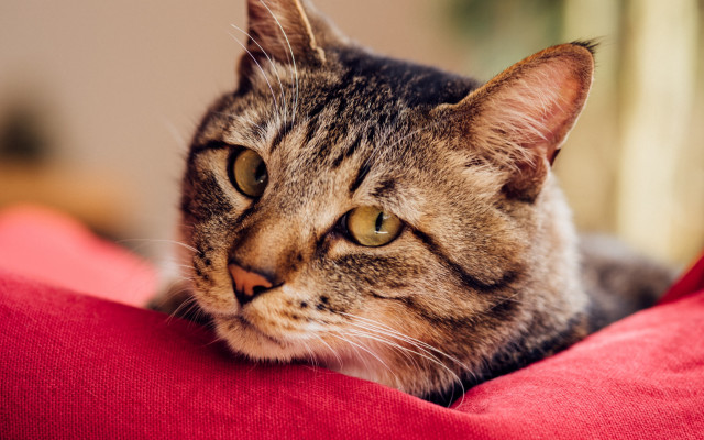Cat sad redpillow animalphotography blurry free wallpaper - medium preview image