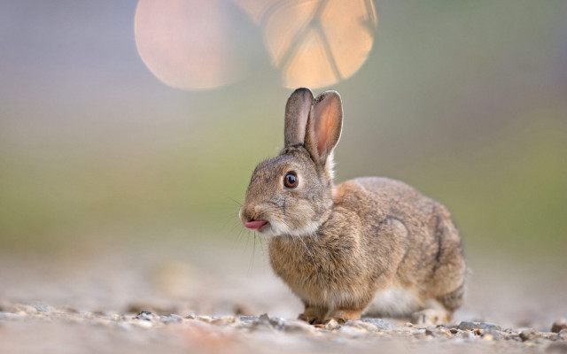 Small rabbit butterfly outdoor beach free wallpaper - medium preview image