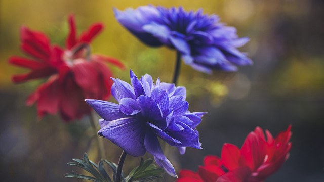 Flowers vase table blurry background free wallpaper - medium preview image
