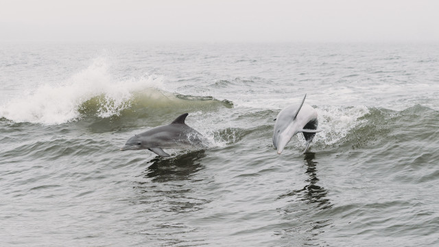 Dolphins surfboard waves ocean beach free wallpaper - medium preview image