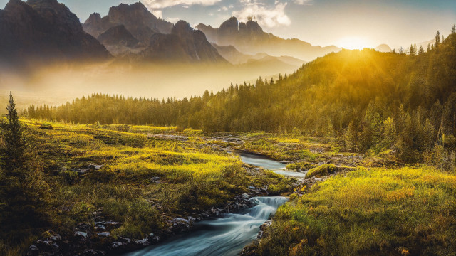Stream forest hillside pine trees free wallpaper - medium preview image