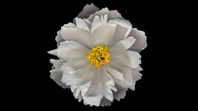 White flower yellow center black #3 free wallpaper - medium preview image