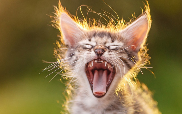 Cat yawning microscopic fireworks fox free wallpaper - medium preview image