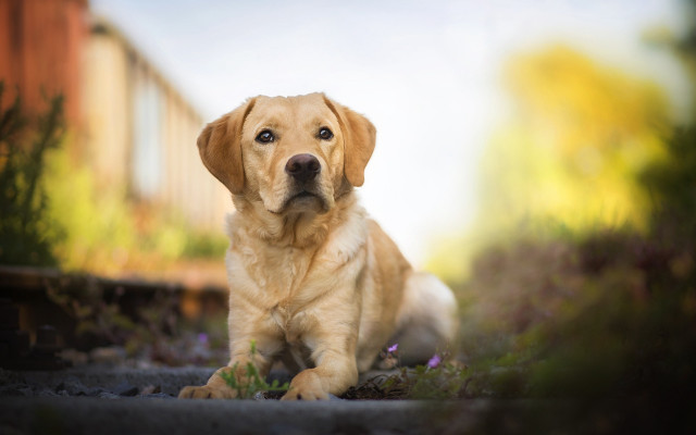 Dog traintrack autumn bushes flowers free wallpaper - medium preview image
