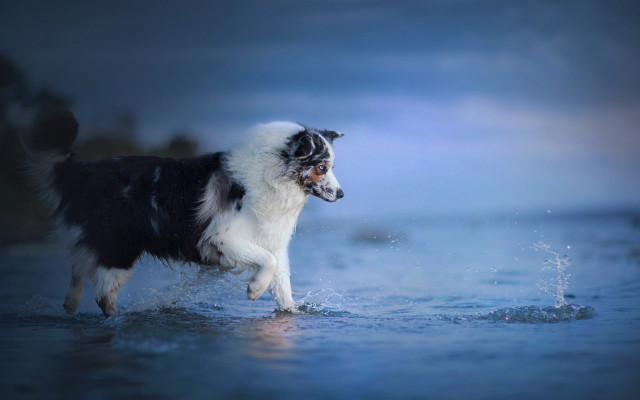 Dog standing water distance beach free wallpaper for desktop - medium preview image