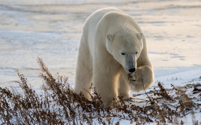 Polar bear snow grass fish free wallpaper - medium preview image