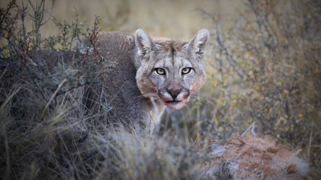 Mountain lion autumn blurry forest free wallpaper - medium preview image