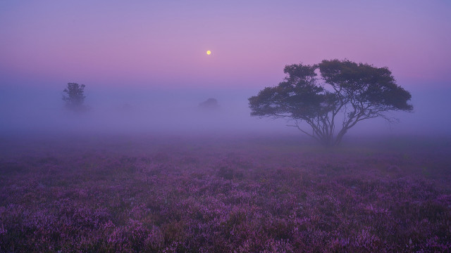 Foggy field lone tree full free wallpaper - medium preview image