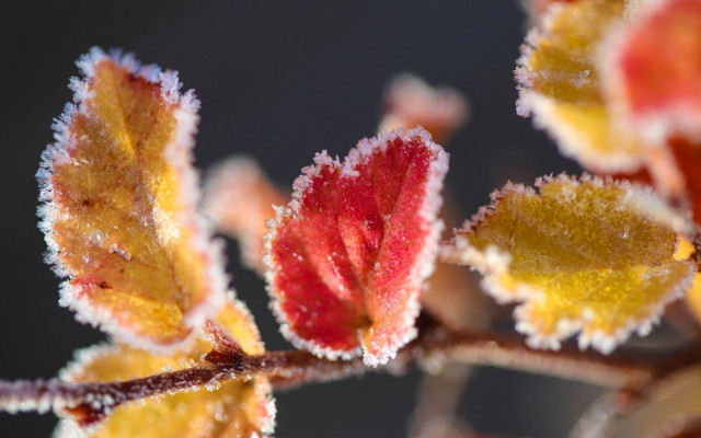 Frost leaf autumn colorful macro free wallpaper - medium preview image