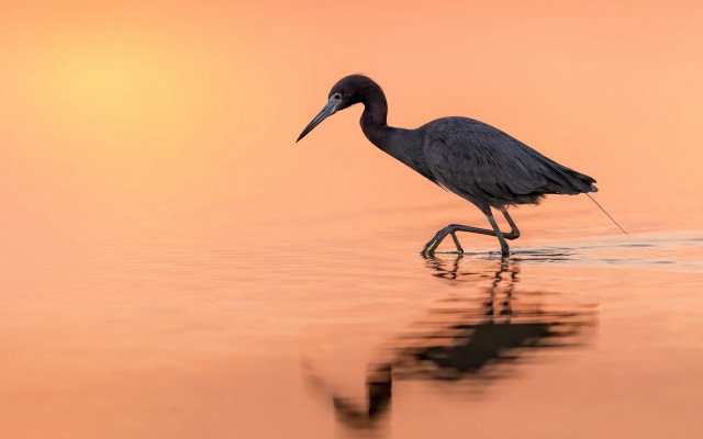 Bird walking water sunset photography free wallpaper - medium preview image