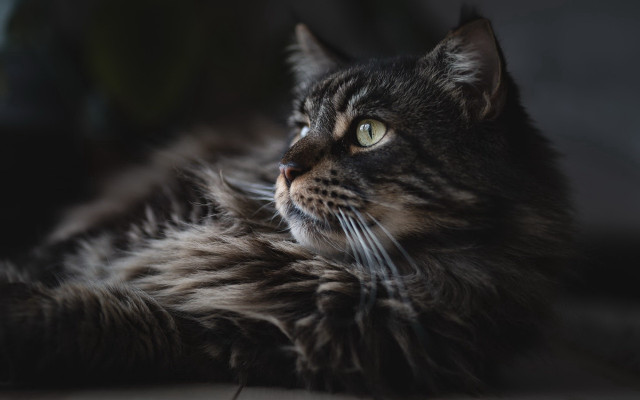 Cat regal renaissance portrait wolf free wallpaper - medium preview image