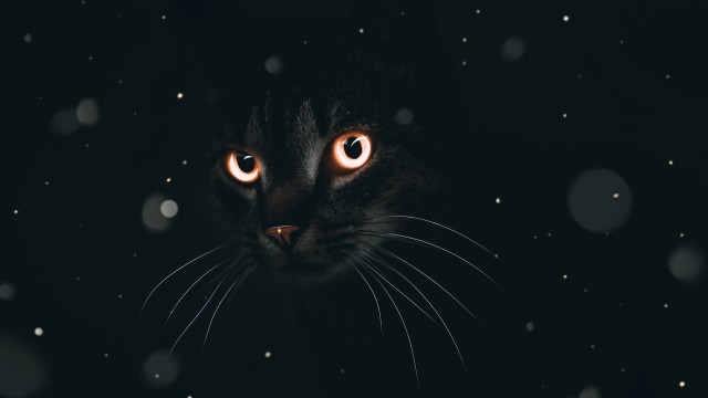 Glowing eyes cat dark snow free wallpaper - medium preview image