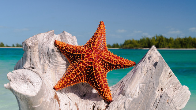 Starfish tree stump ocean beach free wallpaper - medium preview image