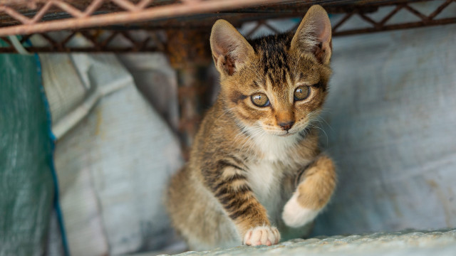 Small kitten shelf curious animal free wallpaper - medium preview image